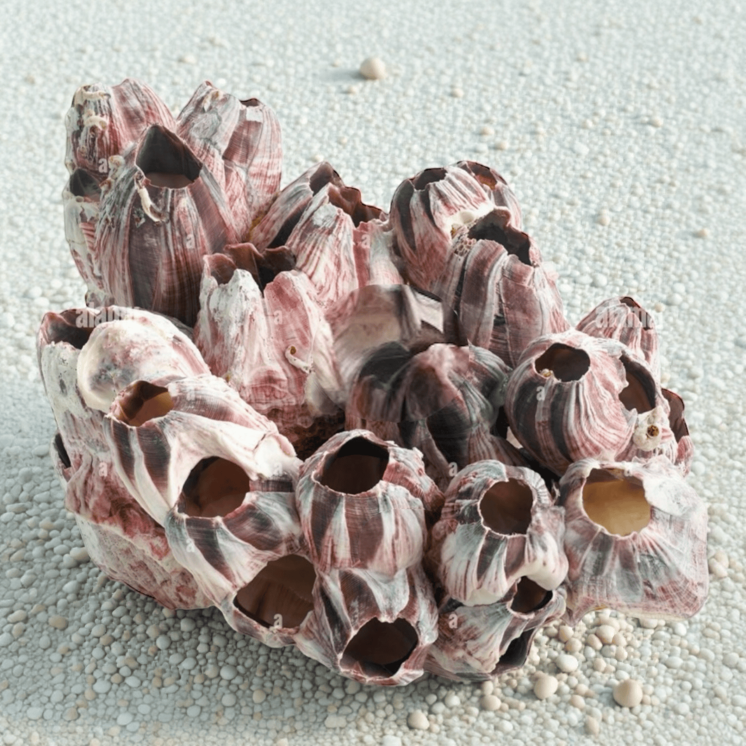Sea Barnacles