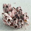 Sea Barnacles