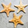 Knobby Starfish