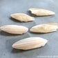 Cuttlebone | Natural Calcium Source