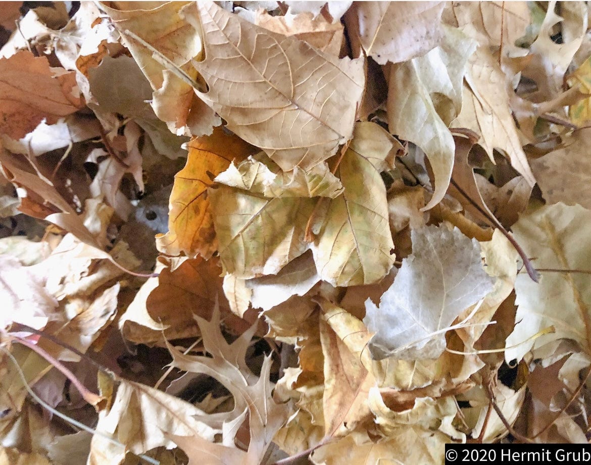 Maple & Oak Leaf Litter