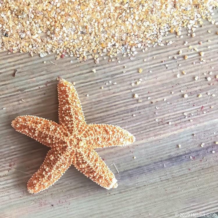 Sugar Starfish