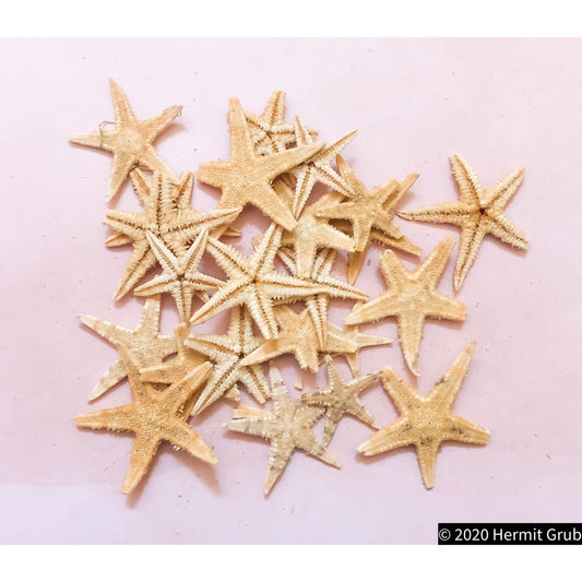 Tiny Tan Flat Starfish