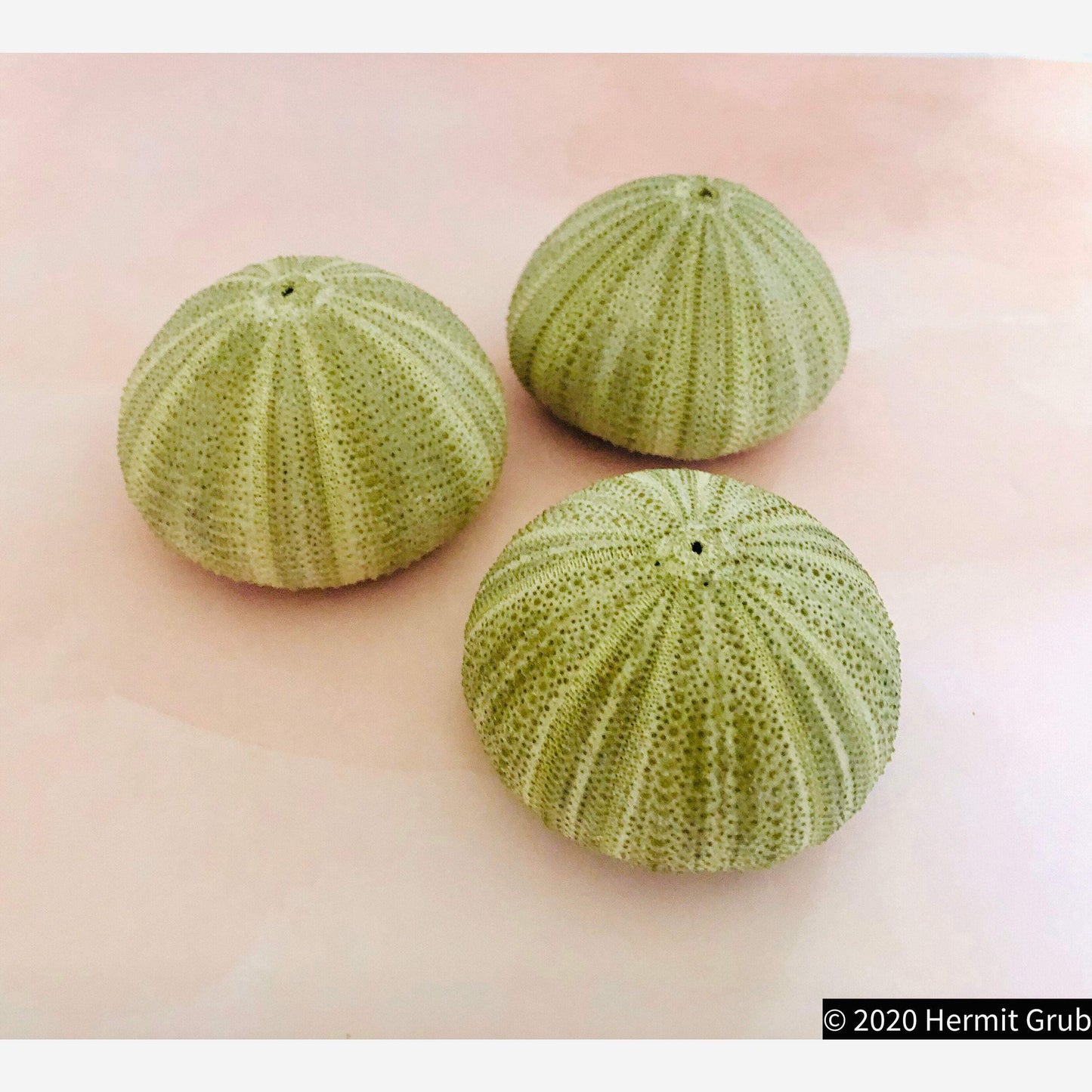 Green Sea Urchins, Large
