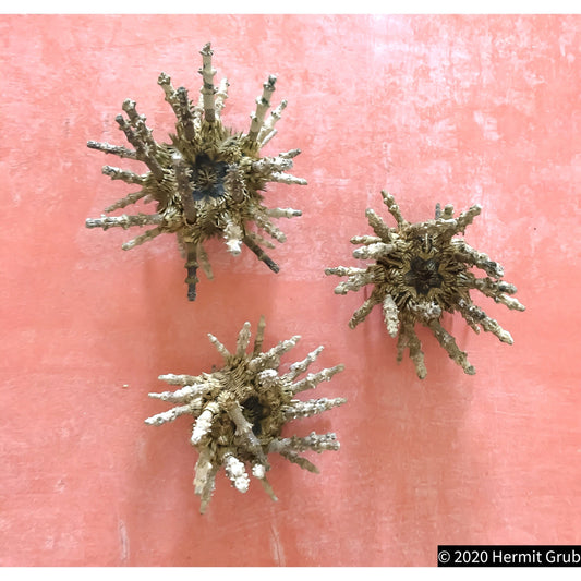 Sputnik Sea Urchins, Whole