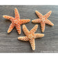 Sugar Starfish, Large